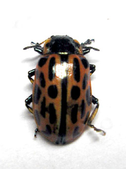 e0083097_2085327.jpg