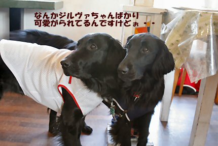 c0050400_21573020.jpg