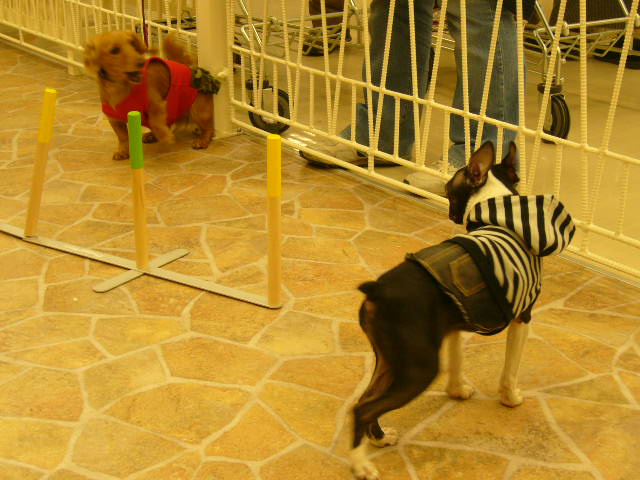 d0070702_20345530.jpg