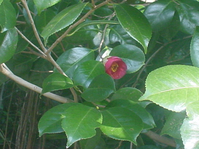 e0085543_811427.jpg