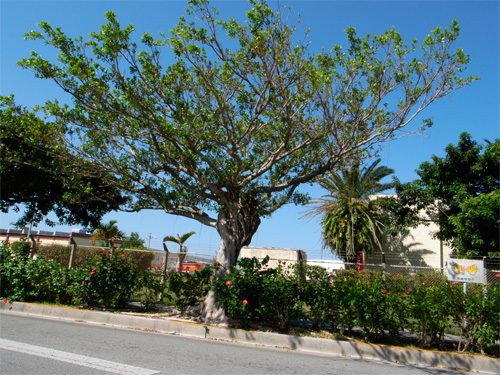 d0089281_956560.jpg