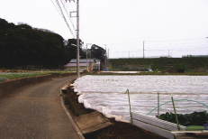 c0008598_16477.jpg
