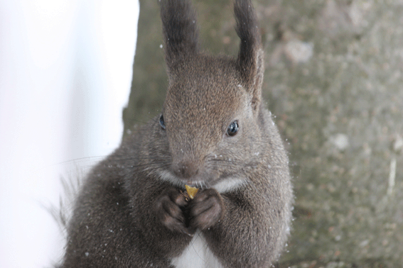 d0069235_23233636.gif