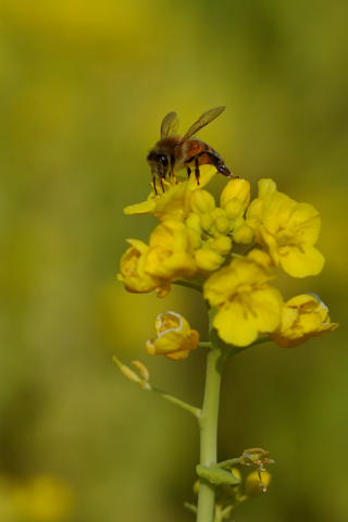 d0056263_13224161.jpg