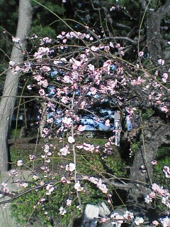 a0001668_1650453.jpg