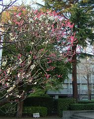 e0022175_22412182.jpg