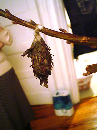 f0056476_7395880.jpg