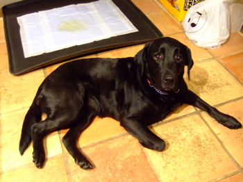 f0001698_25843100.jpg