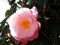 c0068639_16103875.jpg