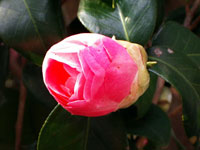 c0068639_1695164.jpg