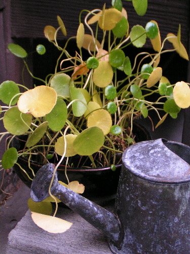 e0113562_222908.jpg