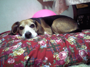 b0005652_21282713.gif