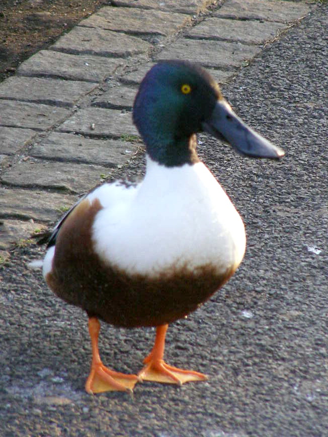 e0064158_056421.jpg