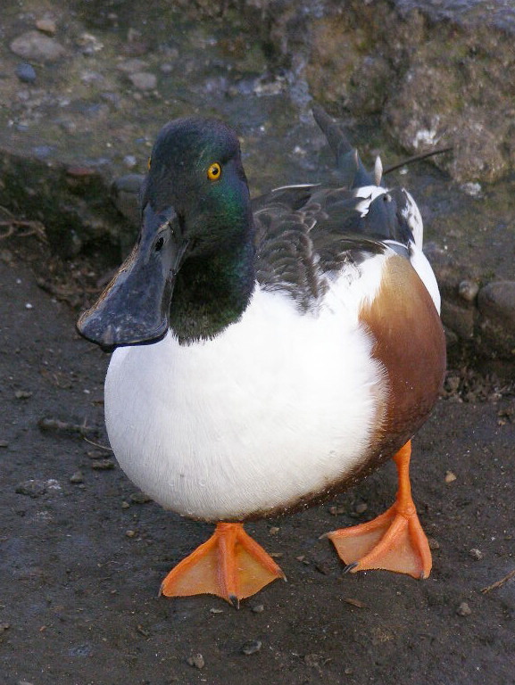 e0064158_057103.jpg