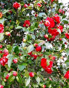 c0078480_15401413.jpg