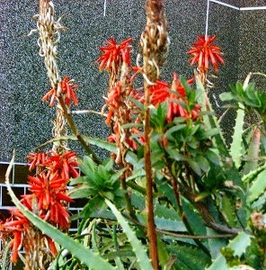 c0078480_15404422.jpg
