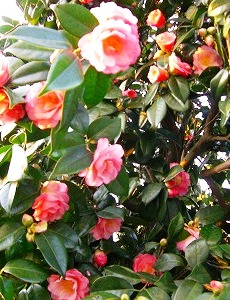 c0078480_1653352.jpg