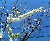 a0036897_91751.jpg