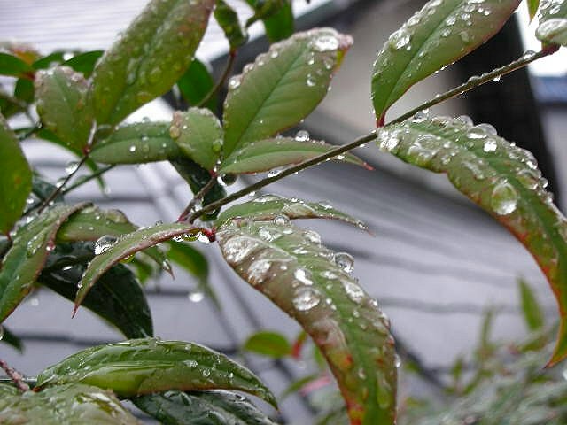 f0083400_1739418.jpg