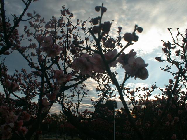 d0071507_971471.jpg
