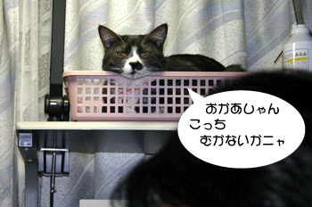 a0041108_21451479.gif