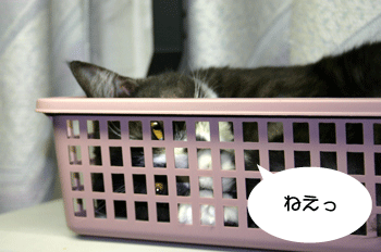 a0041108_2145412.gif