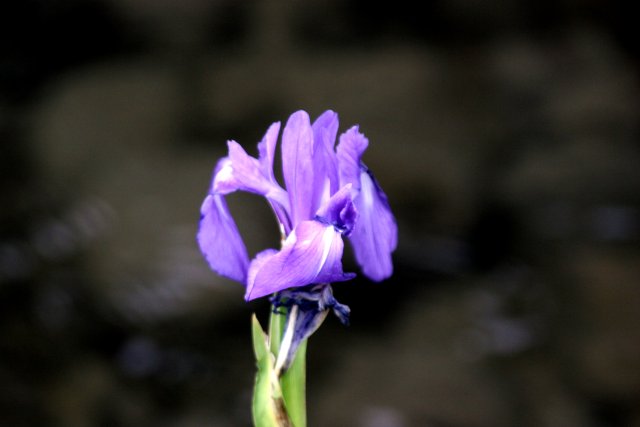 f0044056_1659091.jpg