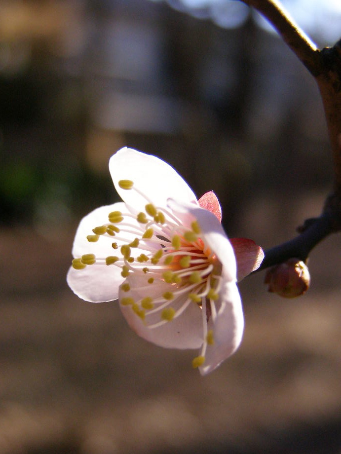 e0064158_1394165.jpg