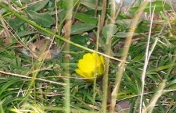e0041168_10404972.jpg