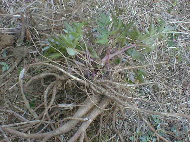 d0040076_10511234.jpg