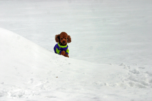 f0001895_13592770.jpg