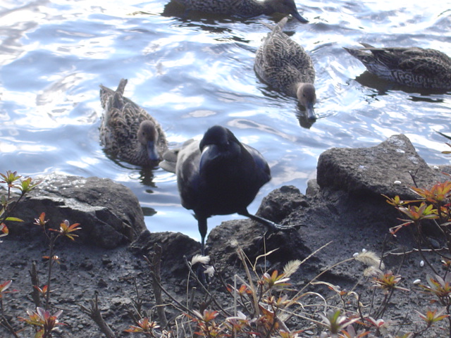 c0006904_1813689.jpg
