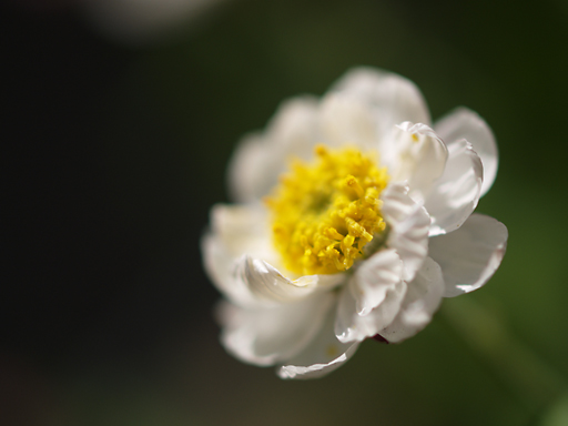 b0071106_21145100.jpg