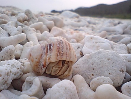 b0089616_16325722.jpg