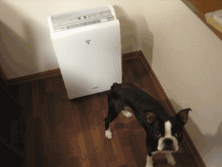 e0080117_2337070.gif