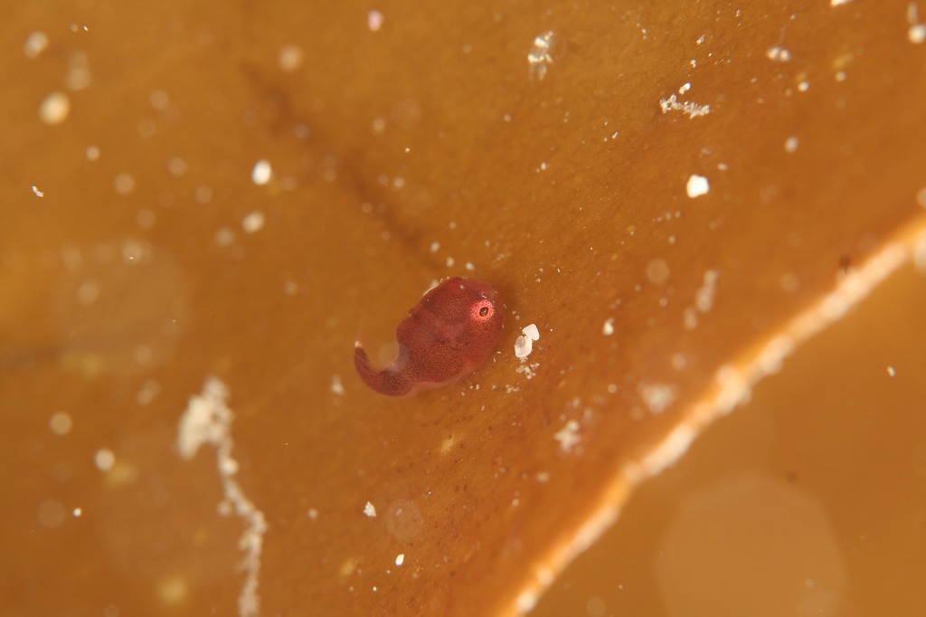 e0105376_303993.jpg