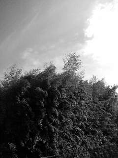 f0100480_8251410.jpg