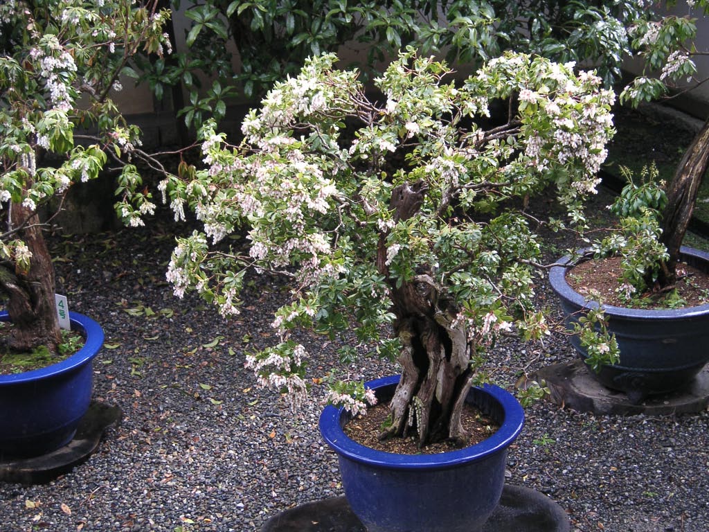 e0023183_249175.jpg