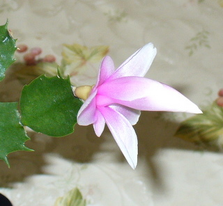 e0026586_21271122.jpg