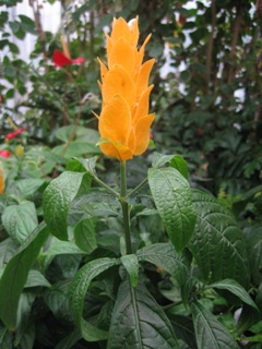 d0039992_1316821.jpg
