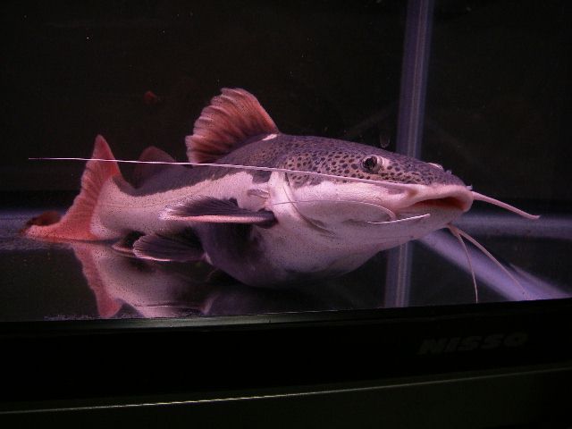 e0010301_1512534.jpg