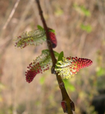c0104227_2357411.jpg