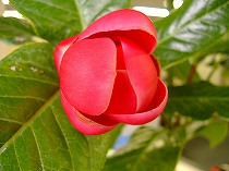 c0056437_17593860.jpg