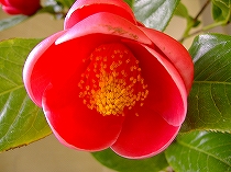 c0056437_180193.jpg