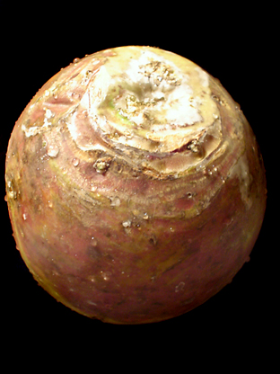 f0056476_12595617.jpg