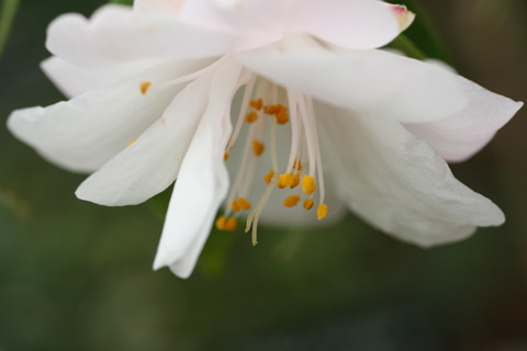 e0001123_2383337.jpg