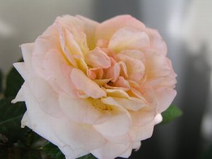 b0031925_15412887.jpg
