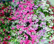 d0069575_16214851.jpg