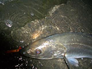 f0069890_2327576.jpg