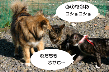 a0041108_2123015.gif